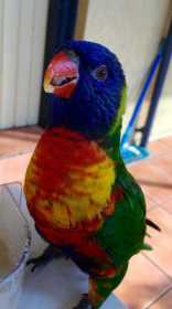 Lost Lory / Lorikeet