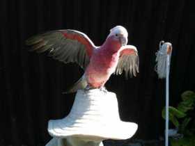 Lost Galah Cockatoo