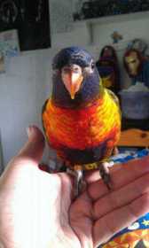 Lost Lory / Lorikeet