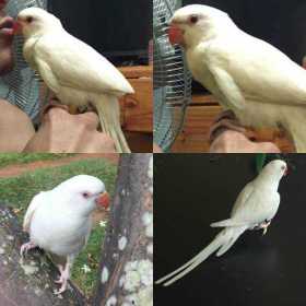 Lost Indian Ringneck Parakeet