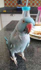 Lost Indian Ringneck Parakeet