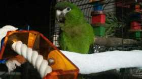 Lost Macaw