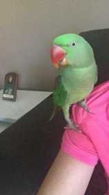 Lost Alexandrine