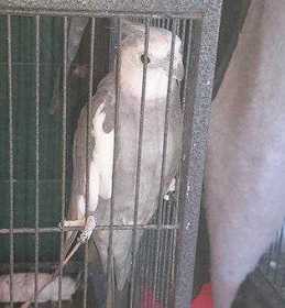 Lost Cockatiel