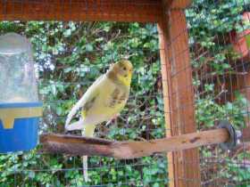 Lost Budgerigar