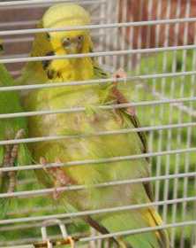 Lost Budgerigar