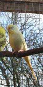 Lost Budgerigar