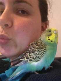 Lost Budgerigar