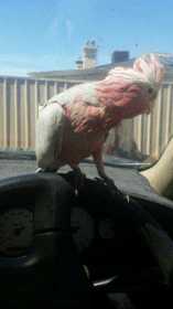 Lost Galah Cockatoo