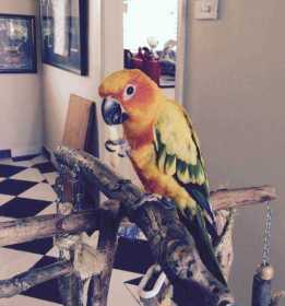 Lost Conure