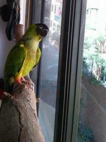 Lost Nanday / Black-Hooded Parakeet