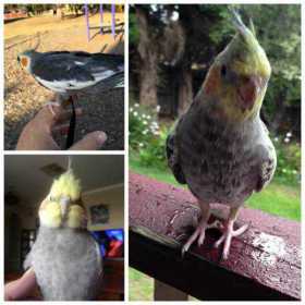 Lost Cockatiel