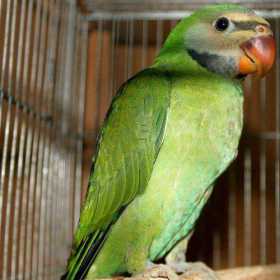 Lost Mustached / Moustached Parakeet