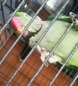 Lost Indian Ringneck Parakeet