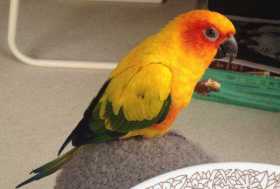 Lost Conure