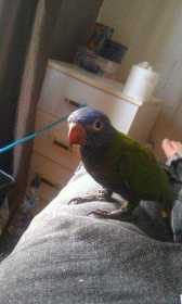 Lost Lory / Lorikeet