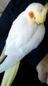 Lost Cockatiel