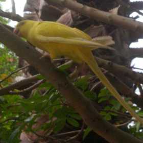 Lost Indian Ringneck Parakeet