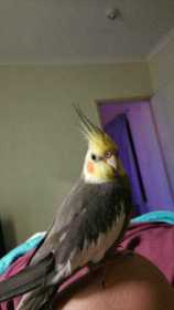 Lost Cockatiel