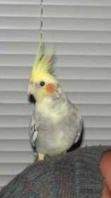 Lost Cockatiel