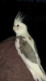 Lost Cockatiel