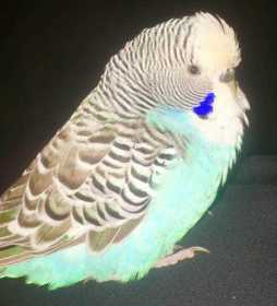 Lost Budgerigar