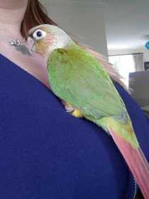 Lost Conure