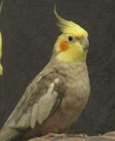 Lost Cockatiel