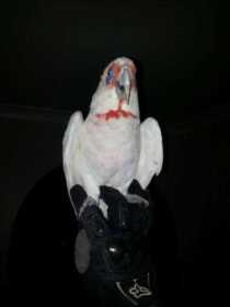 Lost Corella Cockatoo