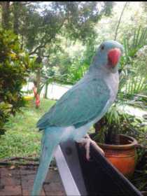 Lost Indian Ringneck Parakeet