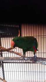 Lost Eclectus