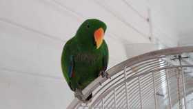 Lost Eclectus