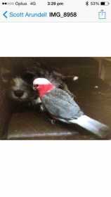 Lost Galah Cockatoo