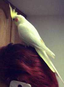 Lost Cockatiel