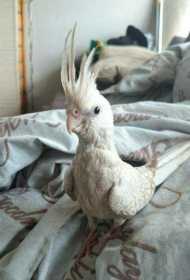 Lost Cockatiel