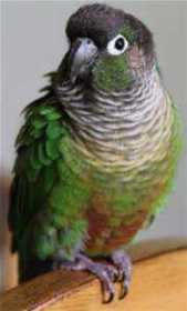 Lost Conure