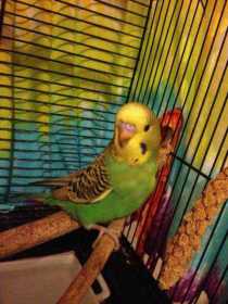 Lost Budgerigar