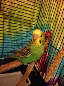 Lost Budgerigar