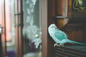 Lost Indian Ringneck Parakeet