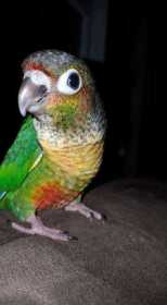 Lost Conure