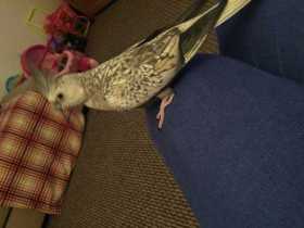 Lost Cockatiel