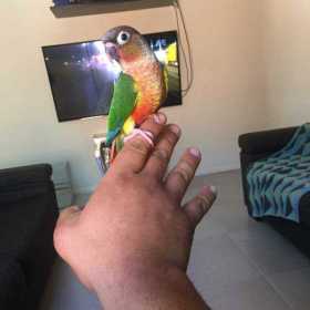 Lost Conure