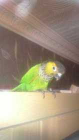 Lost Conure