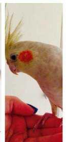 Lost Cockatiel