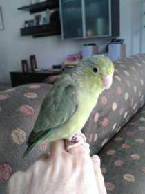 Lost Parrotlet