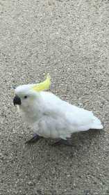 Lost Cockatoo