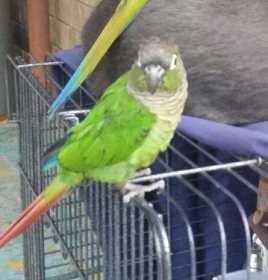 Lost Conure