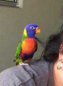 Lost Lory / Lorikeet