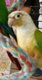 Lost Conure