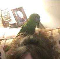Lost Macaw